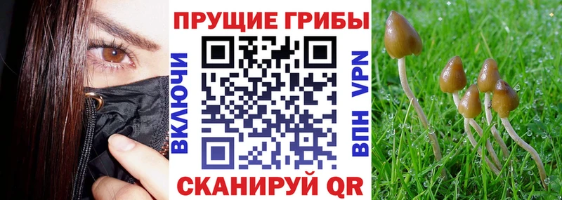 Купить где  Ува  Псилоцибиновые грибы Psilocybine cubensis 